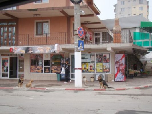 Primăria Mangalia încurajează adopţia câinilor maidanezi